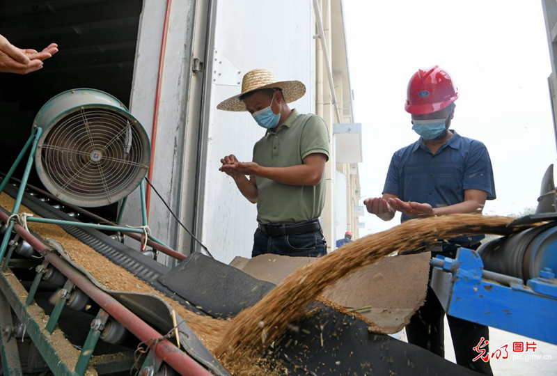安徽淮南：优化服务敞开收购夏粮
